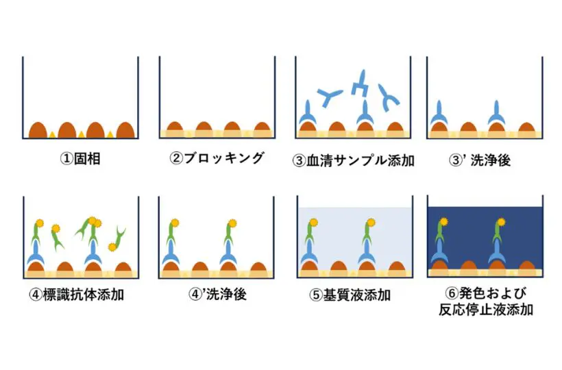 Élisaページ ELISAの原理と方法 | 食環境衛生研究所