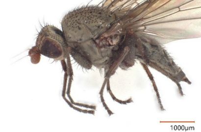 チャバネトゲハネバエ②