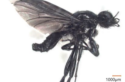 メスアカケバエ（オス）①