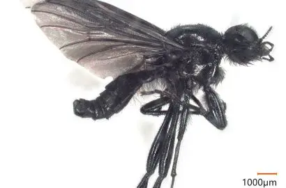 異物検査】メスアカケバエ-虫の同定トレーニング31 | 食環境衛生研究所