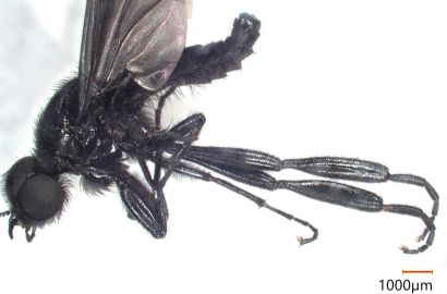 メスアカケバエ（オス）②