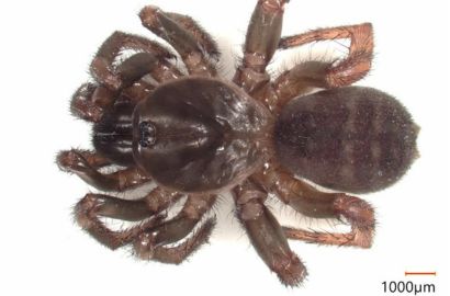 キシノウエトタテグモ①