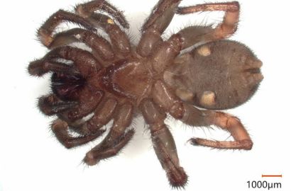 キシノウエトタテグモ②