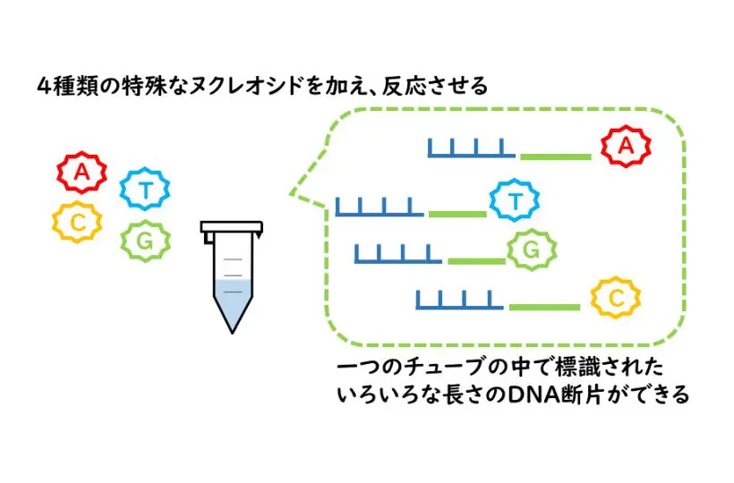 DNAシーケンス解析②：DNAシーケンサーの原理 | 食環境衛生研究所