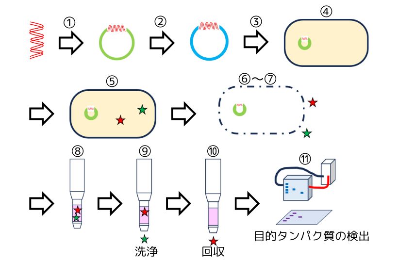 大腸菌を用いた遺伝子組換えタンパク質の図①