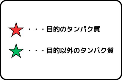 大腸菌を用いた遺伝子組換えタンパク質の図②