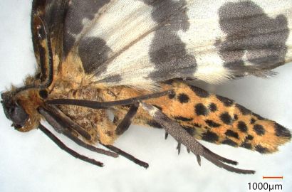 ユウマダラエダシャク①