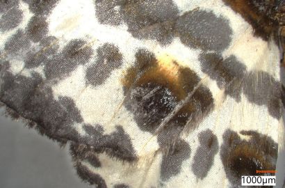 ユウマダラエダシャク②