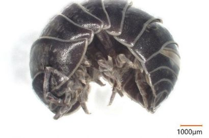 オカダンゴムシ②