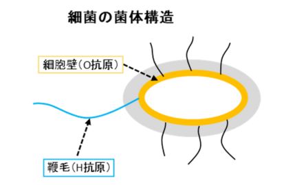 細菌の菌体構造