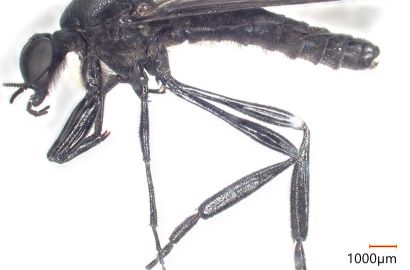 ハグロケバエ オス①