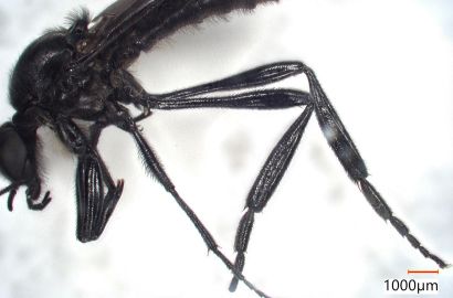 ハグロケバエ オス②