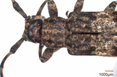 カミキリムシ①