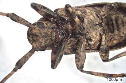 カミキリムシ②