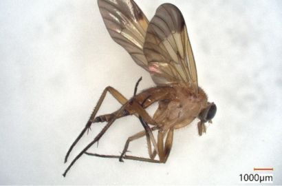 キイロシギアブ①