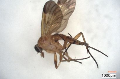 キイロシギアブ②