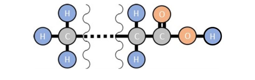 脂肪酸の基本構造模式図