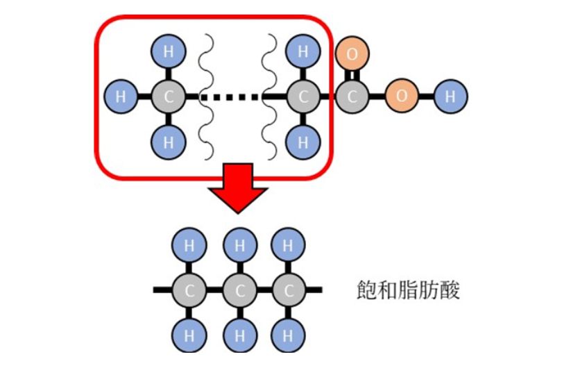 飽和脂肪酸の構造模式図