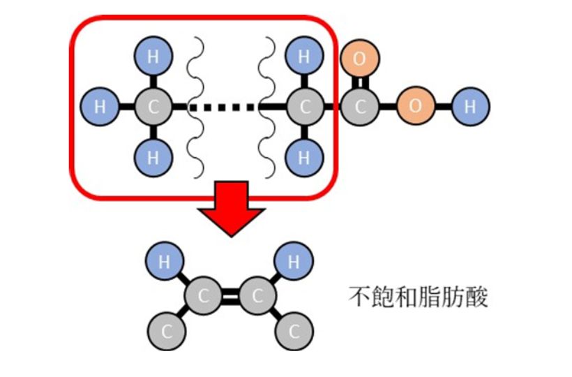 不飽和脂肪酸の構造模式図