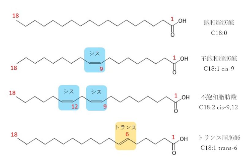 炭素数18の脂肪酸の構造例