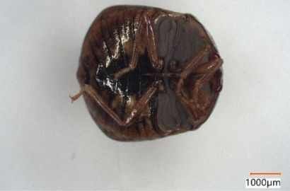 マルカメムシ①