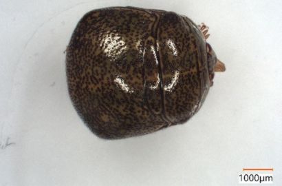 マルカメムシ②