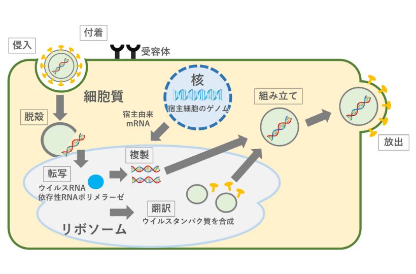 RNAウイルスの増殖方法