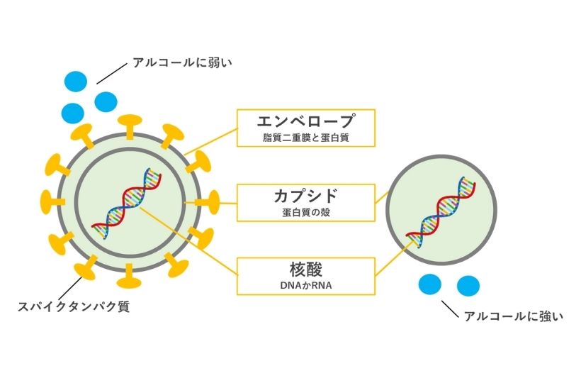 ウイルスの構造