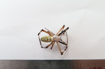 ナガコガネグモ①