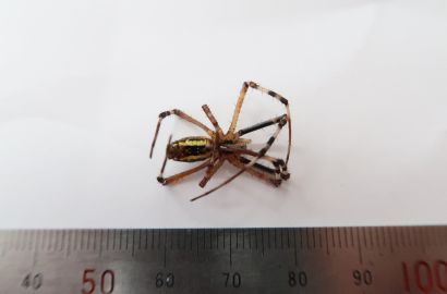 ナガコガネグモ②