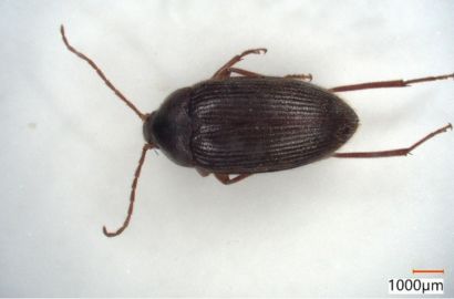 ホンドトビイロクチキムシ①