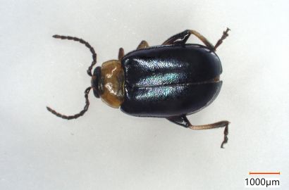 ハムシの一種①