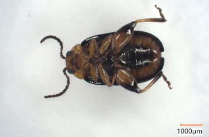 ハムシの一種②