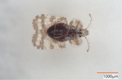 アワダチソウグンバイ①