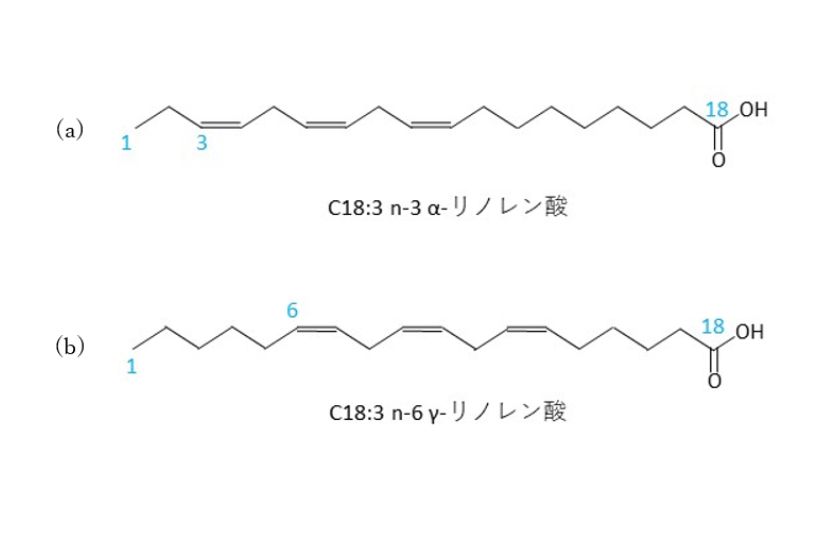 図1 α-リノレン酸及びγ-リノレン酸の構造例 (n表記)