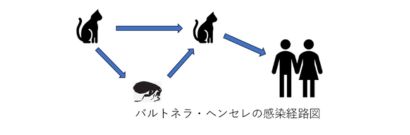 バルトネラ・ヘンセレの感染経路図
