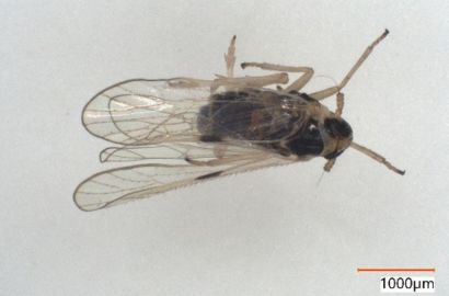 ヒメトビウンカ①