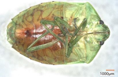 ツヤアオカメムシ①