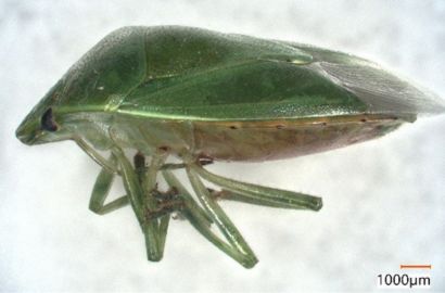 ツヤアオカメムシ②