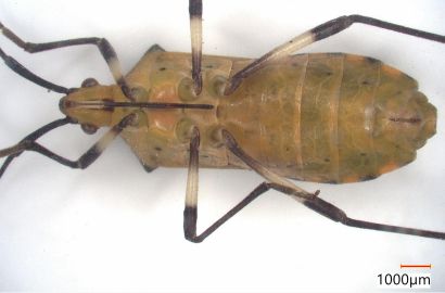 キバラヘリカメムシ②