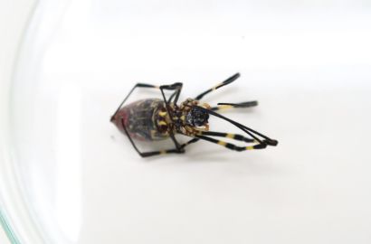 ジョロウグモ①