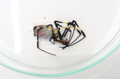 ジョロウグモ②