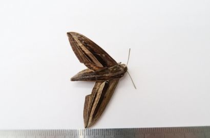 セスジスズメ①