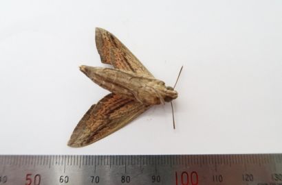 セスジスズメ②