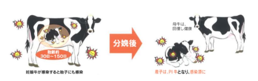 牛ウイルス性下痢に関する情報