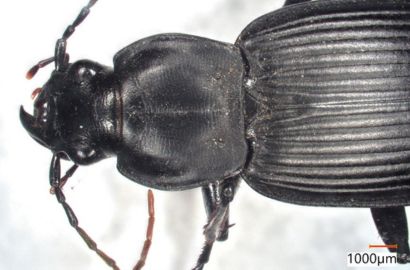 オオスナハラゴミムシ①