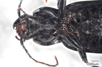 オオスナハラゴミムシ②