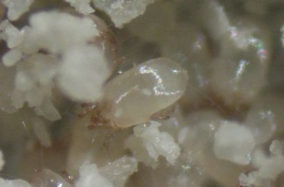 ヤケヒョウヒダニ