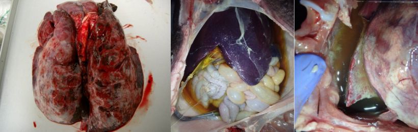 豚のグレーサー病