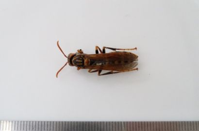 セグロアシナガバチ①